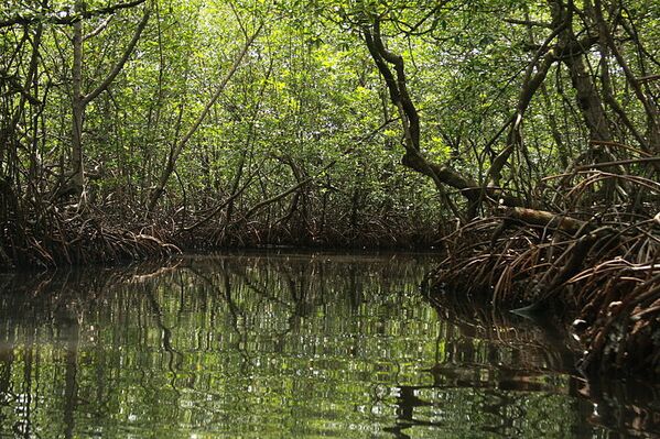 Manglar en Bocas del Toro, Panamá. - Sputnik Mundo