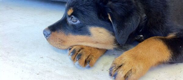 Un cachorro de Rottweiler - Sputnik Mundo