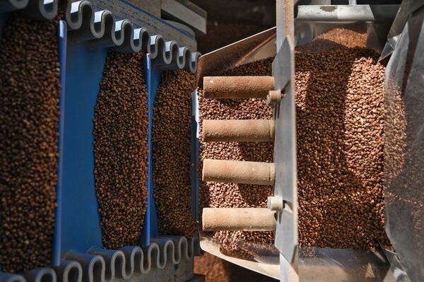 El trigo sarraceno estimula la producción de la 'proteína de la longevidad' - Sputnik Mundo