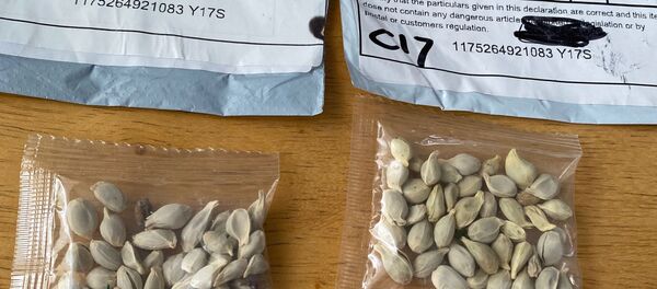 Semillas enviadas de China a estadounidenses - Sputnik Mundo