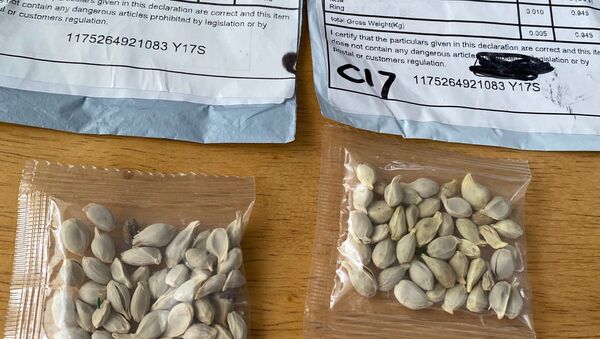 Semillas enviadas de China a estadounidenses - Sputnik Mundo