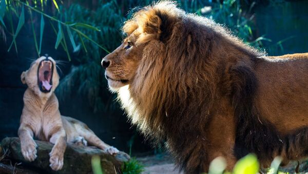 Una pareja de leones - Sputnik Mundo