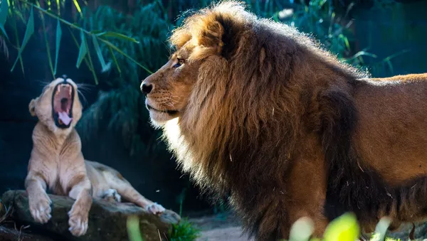 Una pareja de leones - Sputnik Mundo
