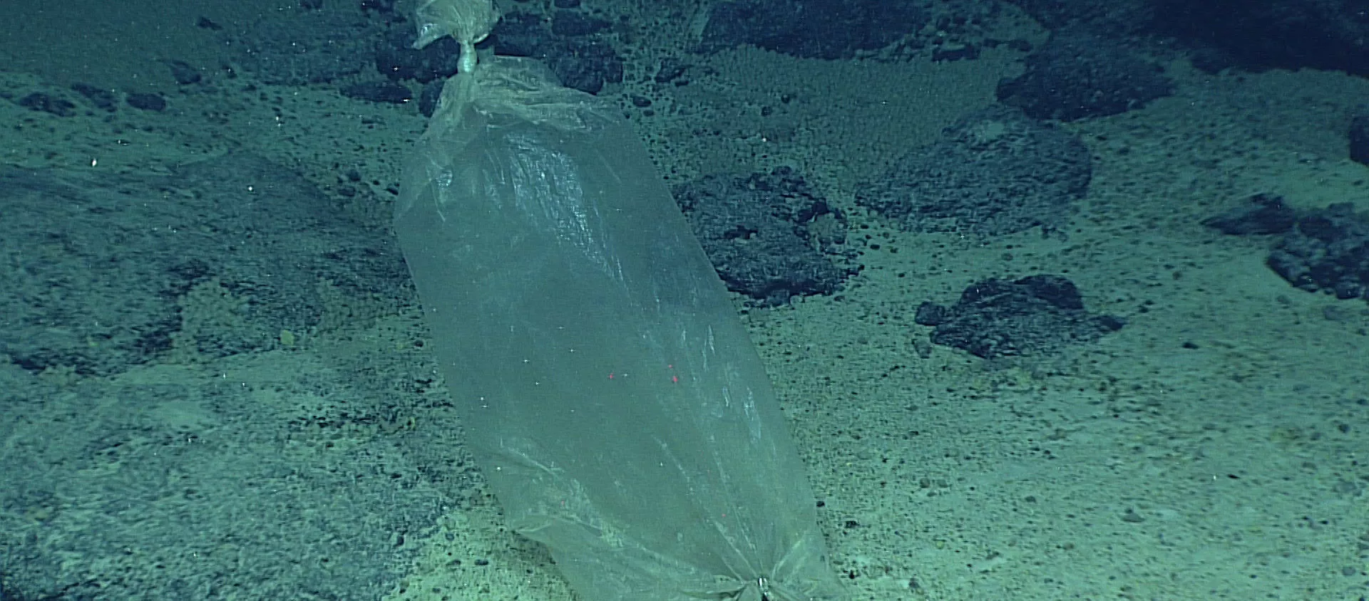 Una bolsa de plástico en el mar Una bolsa de plástico en el mar - Sputnik Mundo, 1920, 26.07.2020