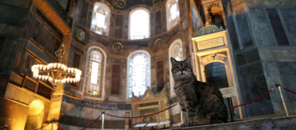 El gato Gli en la mezquita Santa Sofía, en Estambul - Sputnik Mundo