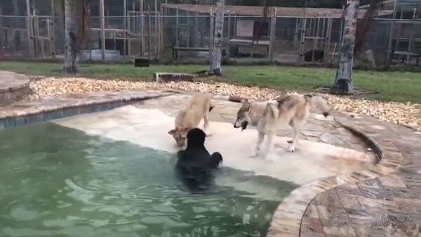 La amistad entre un oso, una león y un lobo - Sputnik Mundo