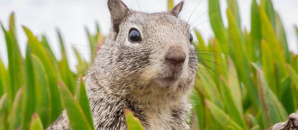 Una ardilla (archivo) - Sputnik Mundo