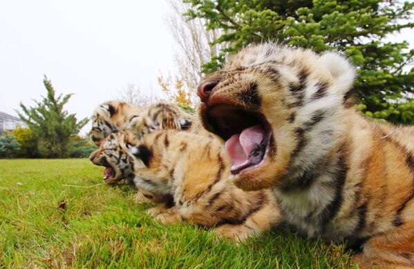 Bestias en peligro: el mundo celebra el Día Internacional del Tigre - Sputnik Mundo