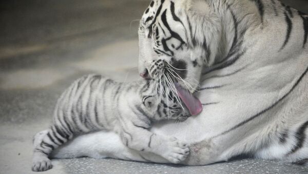 Una hembra de tigre blanco de Bengala, Jinda, con uno de sus cachorros en el zoológico de Ekaterimburgo (Rusia) - Sputnik Mundo