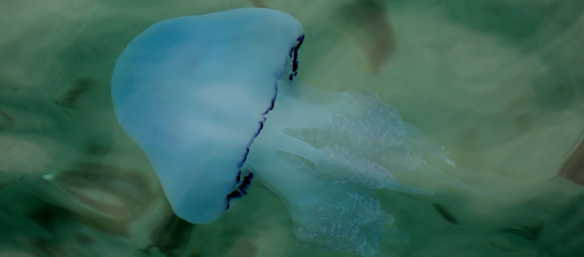 Medusa - Sputnik Mundo, 1920, 29.07.2020