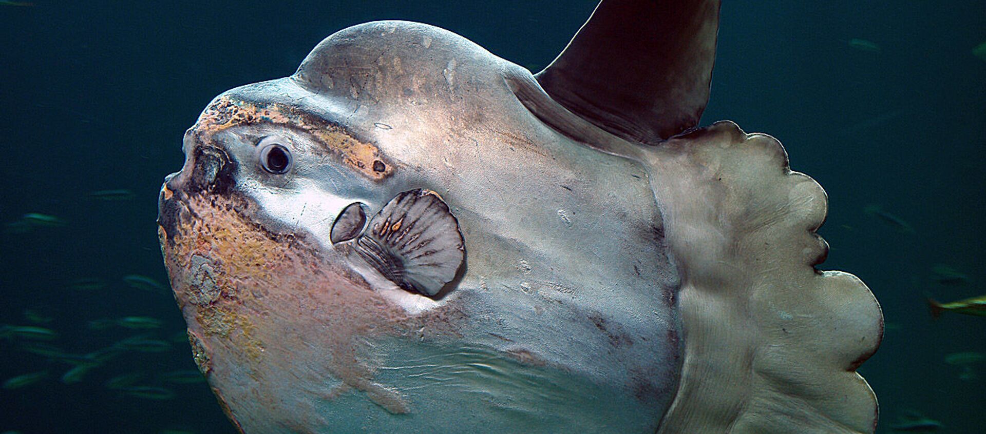 Pez luna, foto de archivo - Sputnik Mundo, 1920, 29.07.2020