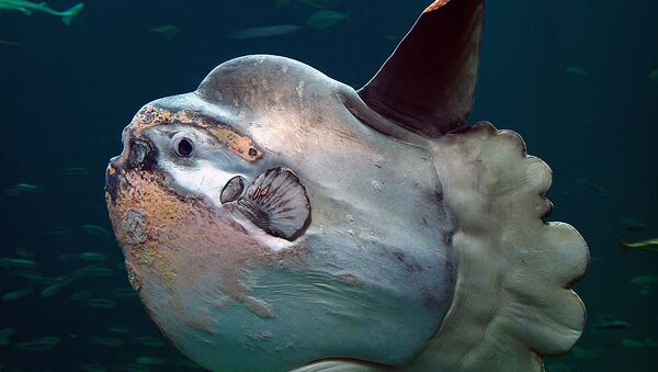 Pez luna, foto de archivo - Sputnik Mundo