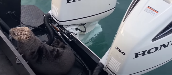 Una nutria salta a un bote segundos antes de ser pasto de una orca  - Sputnik Mundo