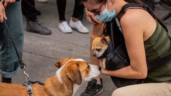 Animales y coronavirus - Sputnik Mundo