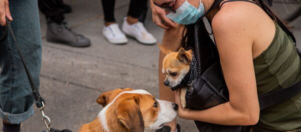 Animales y coronavirus - Sputnik Mundo