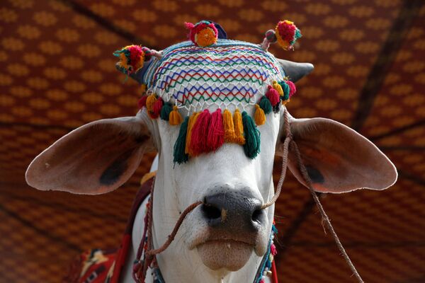 La Celebración del Sacrificio: las tradiciones más singulares de los musulmanes - Sputnik Mundo