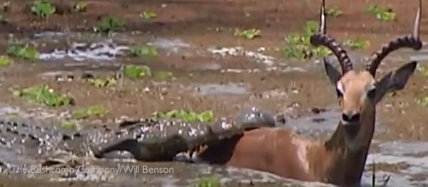 Un impala logra escapar vivo de las fauces de dos cocodrilos  - Sputnik Mundo