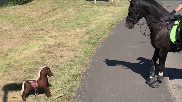 Estos equinos casi huyen despavoridos ante un… caballito de madera - Sputnik Mundo