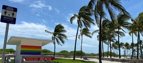 Palemeras bajo un viento fuerte en una playa de Miami - Sputnik Mundo