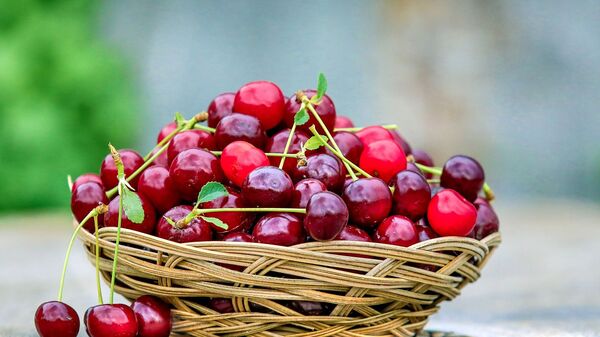 Una cesta con cerezas - Sputnik Mundo