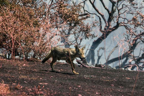 Miles de personas evacuadas: impactantes imágenes de incendios forestales en California - Sputnik Mundo