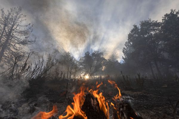 Miles de personas evacuadas: impactantes imágenes de incendios forestales en California - Sputnik Mundo