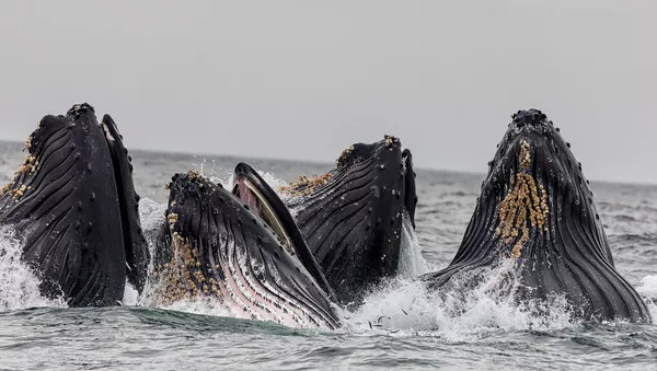 Unas ballenas jorobadas (archivo) - Sputnik Mundo