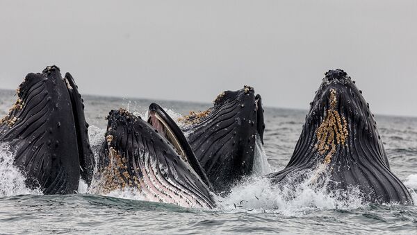 Unas ballenas jorobadas (archivo) - Sputnik Mundo