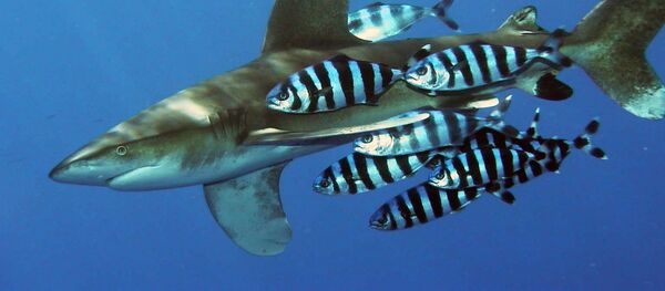 Tiburón oceánico de puntas blancas (Carcharhinus longimanus) - Sputnik Mundo