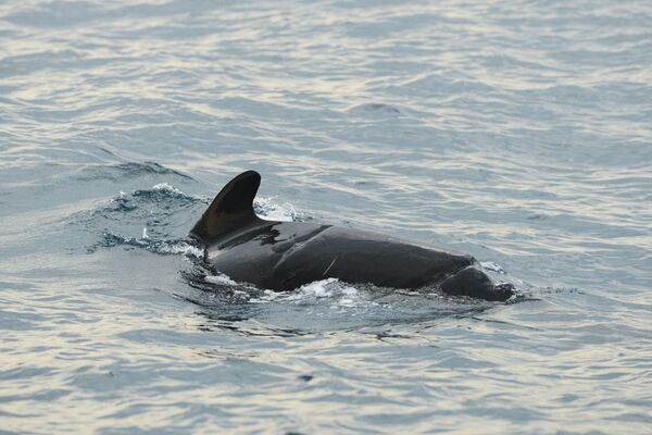 Un cachalote más desaparece por las redes de pesca en el Estrecho | Fotos - Sputnik Mundo