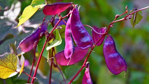 Lablab purpureus - Sputnik Mundo