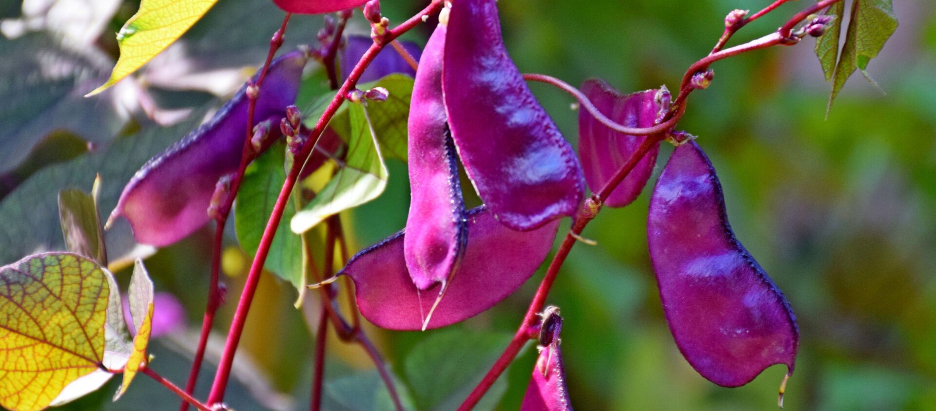 Lablab purpureus - Sputnik Mundo, 1920, 04.08.2020