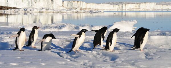 Pingüinos (imagen referencial) - Sputnik Mundo