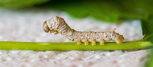 Un gusano de seda - Sputnik Mundo