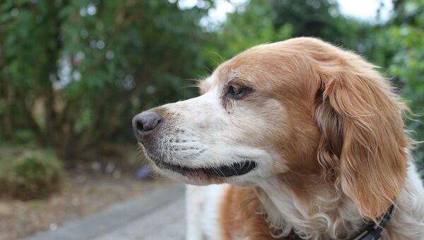 Un perro Épagneul Bretón - Sputnik Mundo