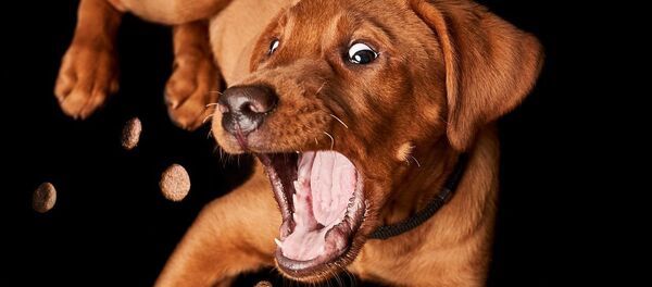 Un perro - Sputnik Mundo