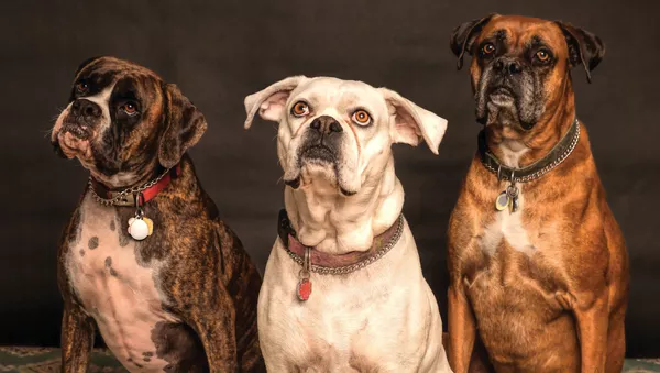 Perros