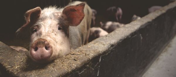 Cerdo - Sputnik Mundo