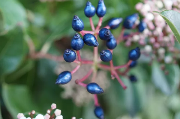 Azul metálico: los frutos que se exhiben para ser comidos Azul metálico: los frutos que se exhiben para ser comidos - Sputnik Mundo