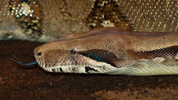 Una boa constrictor - Sputnik Mundo
