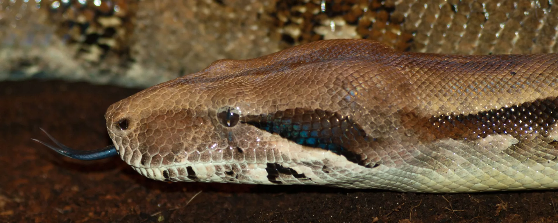 Una boa constrictor Una boa constrictor - Sputnik Mundo, 1920, 23.02.2021