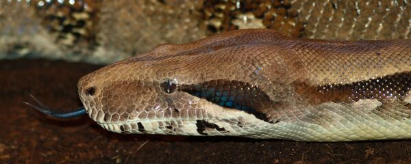 Una boa constrictor - Sputnik Mundo