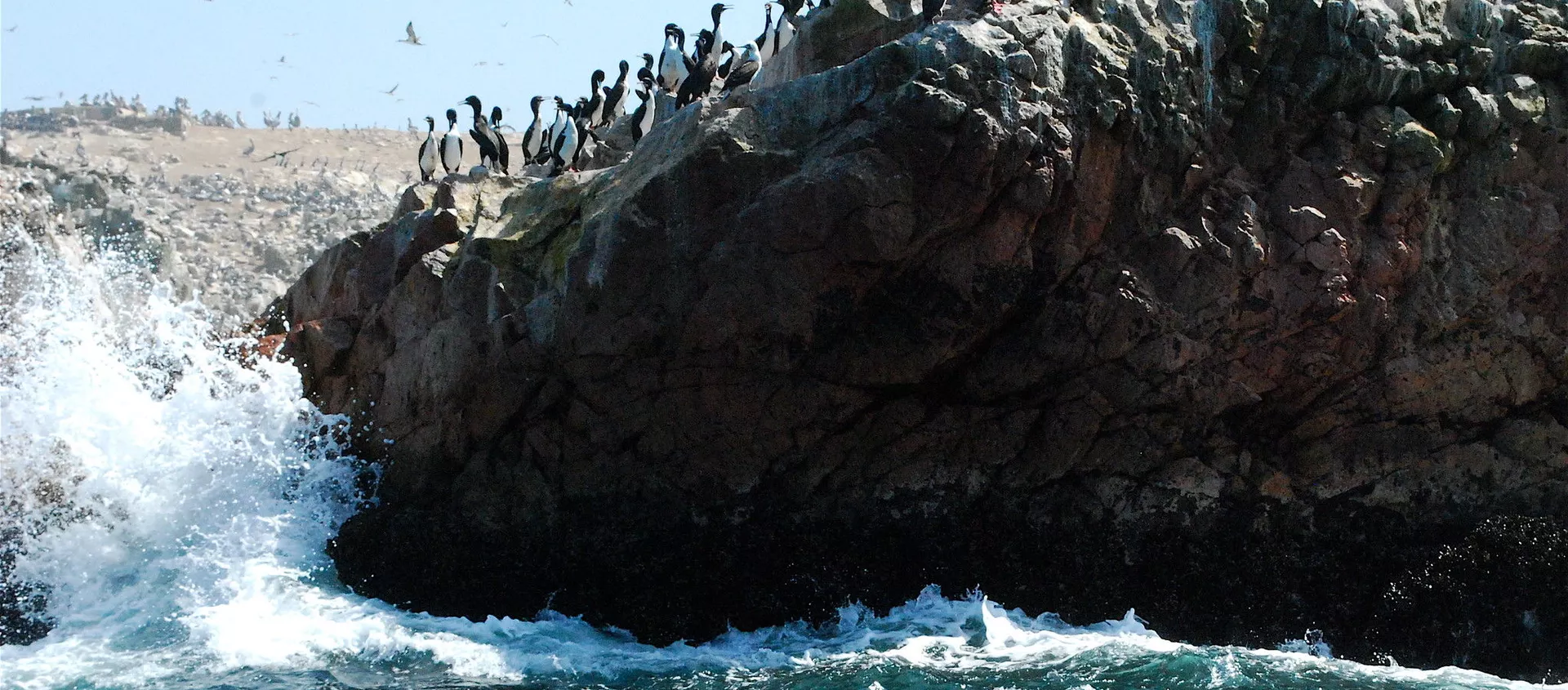 Población de guanay en Islas Ballestas, Perú Población de guanay en Islas Ballestas, Perú - Sputnik Mundo, 1920, 08.08.2020