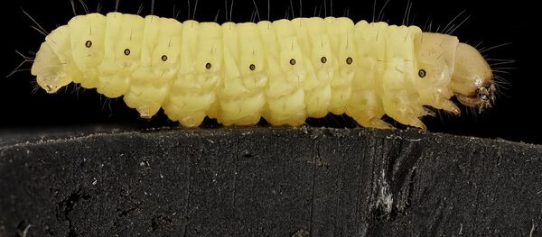 Gusano de la cera - Sputnik Mundo