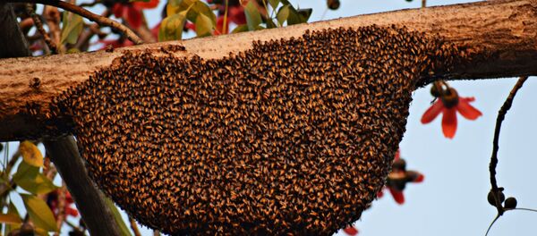 Abejas - Sputnik Mundo