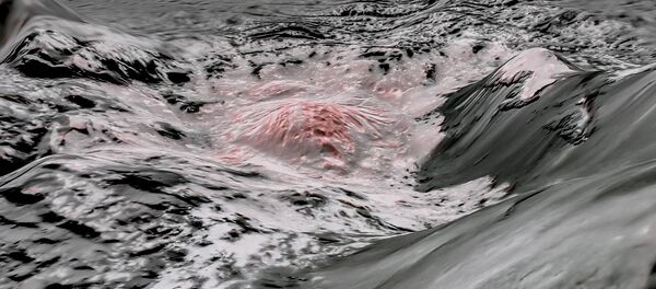 Esta imagen de una región del cráter Occato usa colores falsos para resaltar la salmuera identificada en la superfície de Ceres - Sputnik Mundo