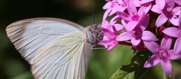 Mariposa de la especie 'Ascia monuste' - Sputnik Mundo