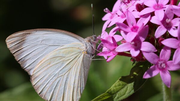 Mariposa de la especie 'Ascia monuste' - Sputnik Mundo