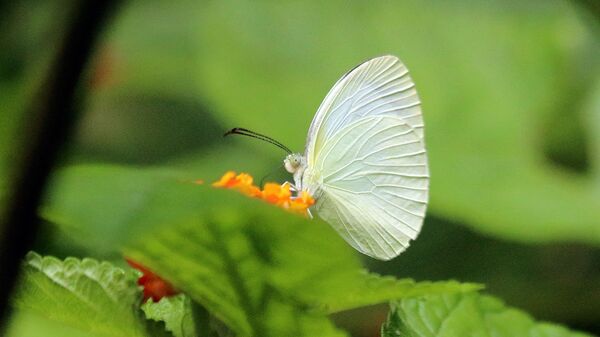 Mariposa de la especie 'Eurema albula' - Sputnik Mundo