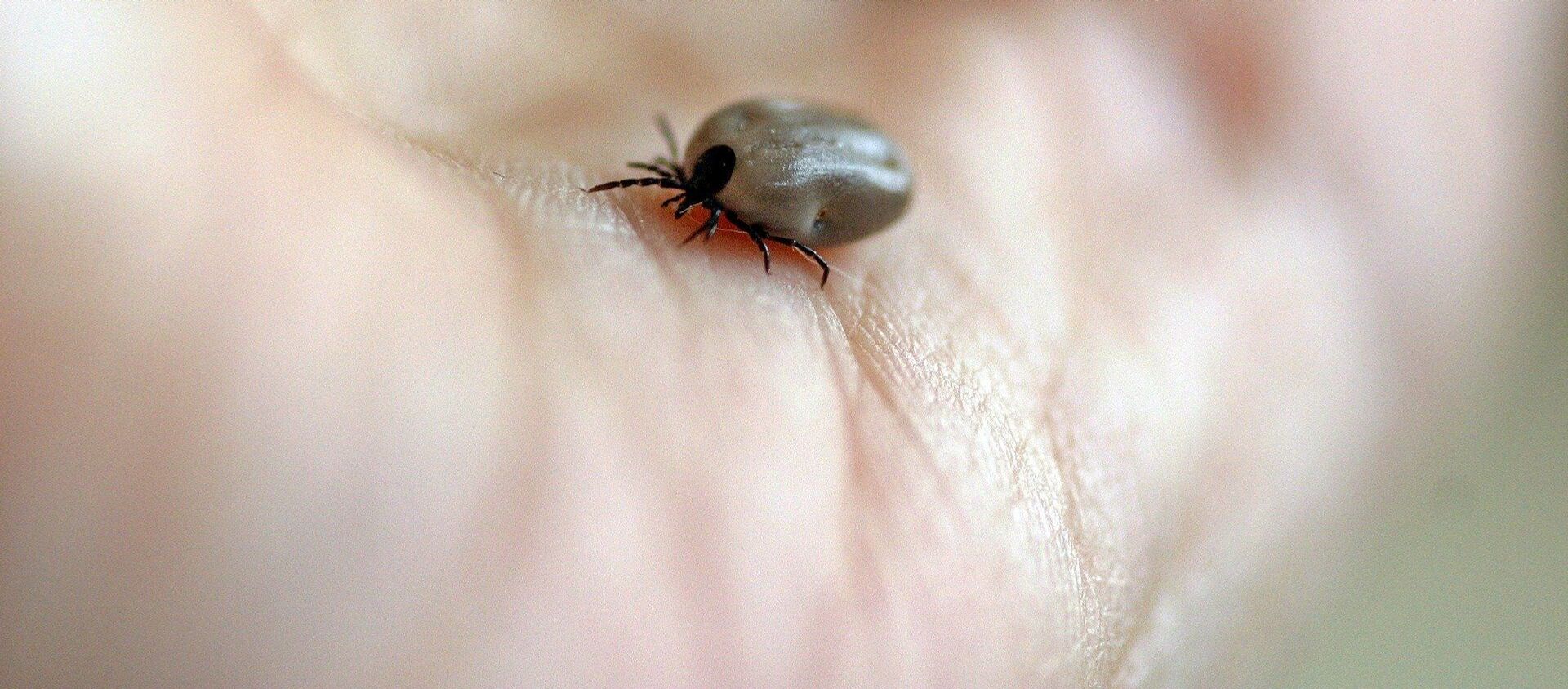 Garrapata (imagen referencial) - Sputnik Mundo, 1920, 14.08.2020